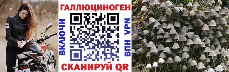 Псилоцибиновые грибы Psilocybe  Купить  Гороховец 
